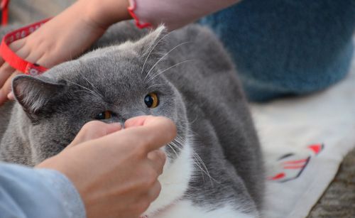 关于加菲猫：加菲猫泪痕怎么清理