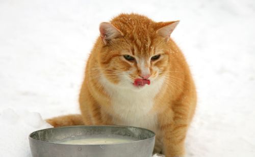 猫咪知识：给猫咪补充微量元素的食物