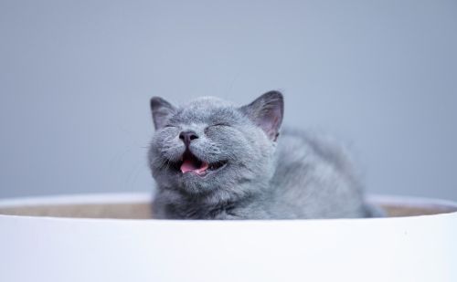 养猫经验：英短猫出现泪痕的原因是什么