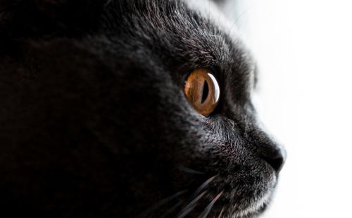 养猫经验：英短猫出现泪痕的原因是什么