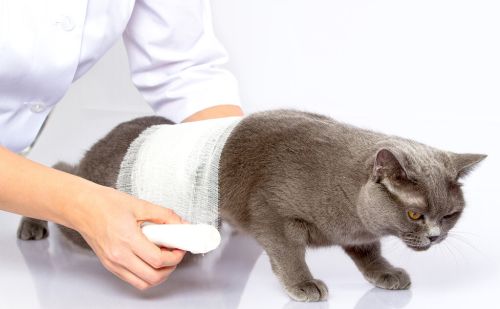 养猫经验：猫受伤破皮怎么办