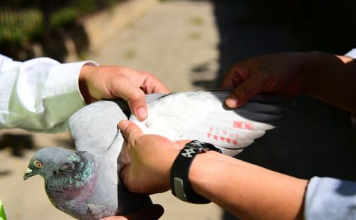 鸽子知识：鸽子翅膀剪流血了怎么办