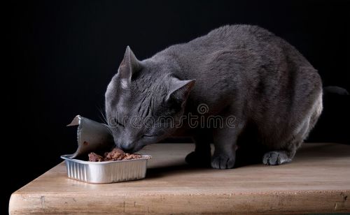 猫咪食欲不好