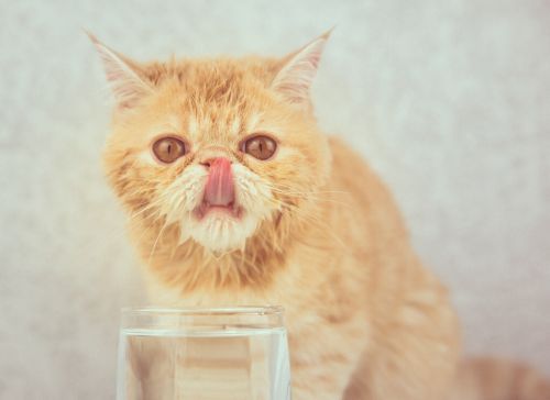 养猫知识：猫烂嘴流口水怎么治疗