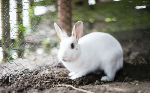 兔兔知识：兔子不吃益生菌怎么办