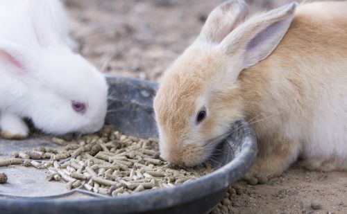 兔兔知识：兔子不吃益生菌怎么办