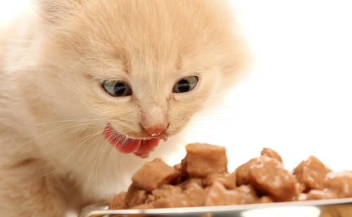 养猫知识：成猫增肥吃什么猫粮