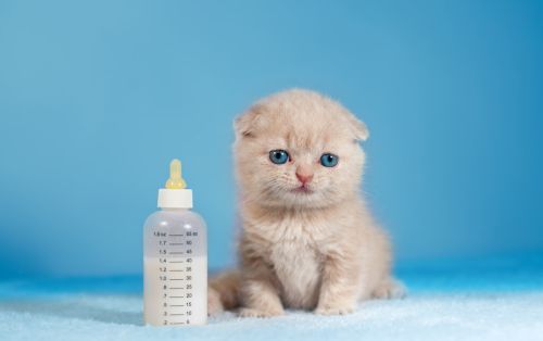 两个月猫咪喝什么奶