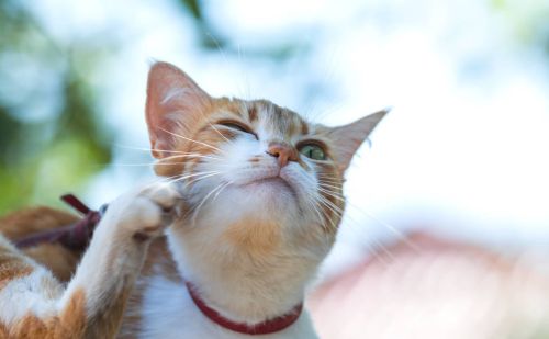 养宠经验：猫咪得了耳螨的症状