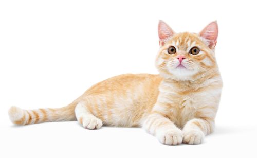 养宠经验：猫咪血尿怎么办