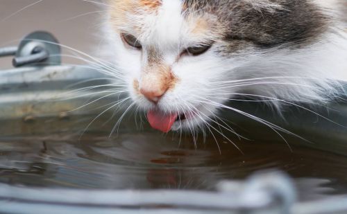 养宠经验：猫咪血尿怎么办