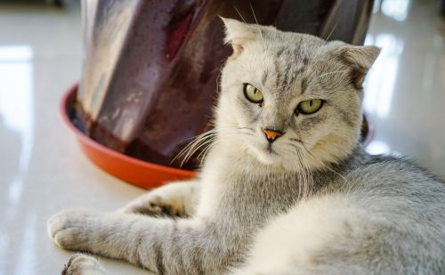 经验分享：猫尿血怎么治疗