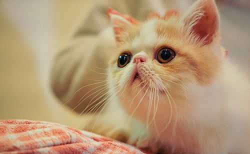 经验分享：加菲猫泪痕特别严重是什么原因