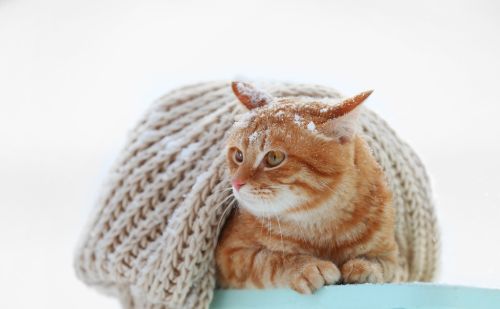 得过猫鼻支的猫咪冬天怎么办