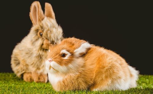 一只兔子一个月需要多少饲料
