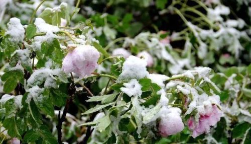 今年清明下雨了，“清明坟上雨，三事莫忘记”，这是什么意思？