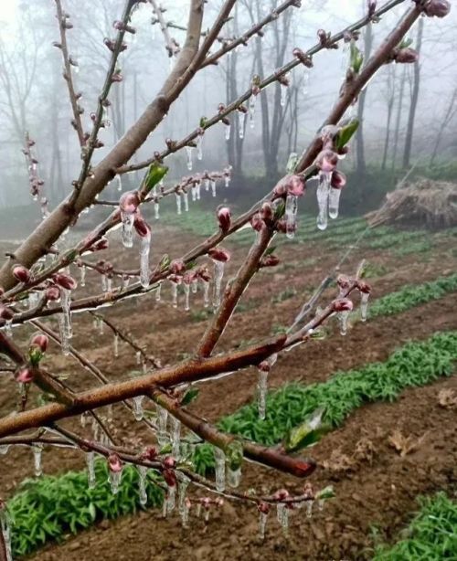 腊月河北竟然下起了雨，这难道是“腊月见雨落，来年病灾多”？