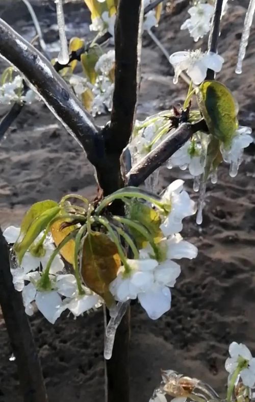 腊月河北竟然下起了雨，这难道是“腊月见雨落，来年病灾多”？