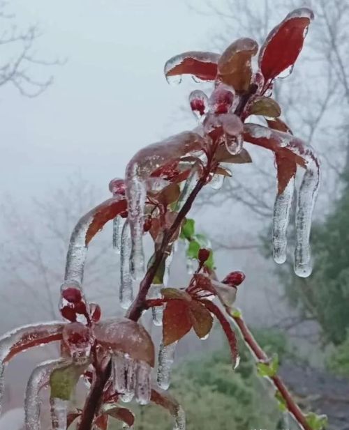 腊月河北竟然下起了雨，这难道是“腊月见雨落，来年病灾多”？