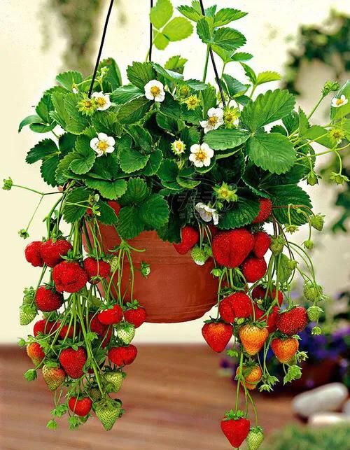 天气转暖，正是草莓种植时，快来自己种草莓吧