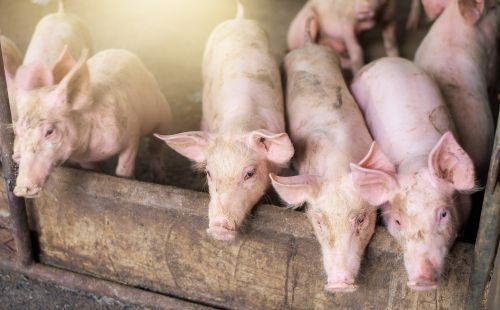 为什么农村养猪越来越少？是什么成为压垮养猪人的最后一根稻草？
