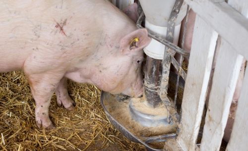 为什么农村养猪越来越少？是什么成为压垮养猪人的最后一根稻草？