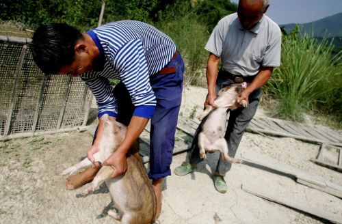 野猪和家养的猪可以进行杂交吗？