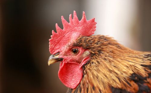 农村老话“十年鸡头胜砒霜”，有哪些肉不能吃的？