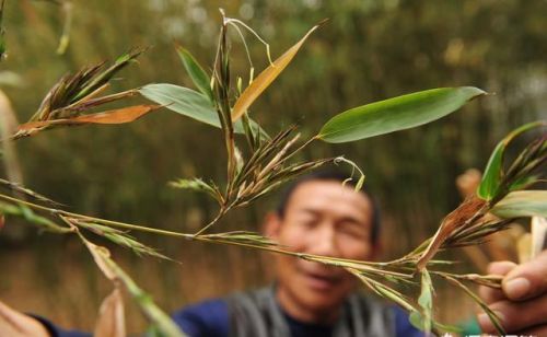 农村老话“竹子开花，赶快搬家”该怎么理解，有哪些科学依据？