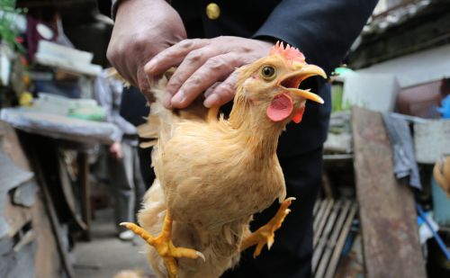 为什么农民如果发现家里的母鸡学公鸡叫，就会把母鸡杀掉呢？