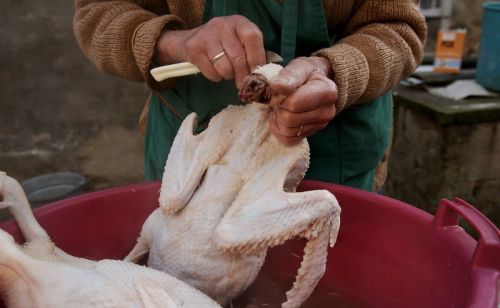 为什么一些农村杀公鸡喜欢给公鸡先灌一口白酒？