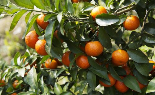 在种植砂糖橘的过程中，如何使砂糖桔“起砂”？有哪些技巧？