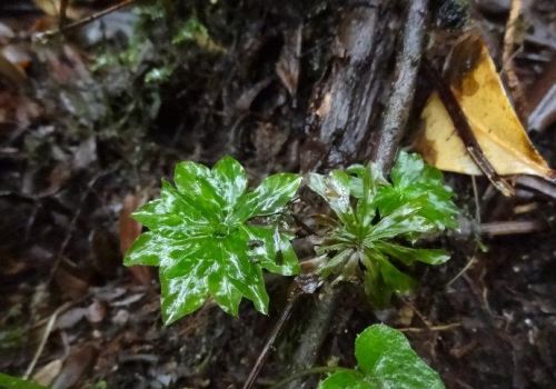 农村人俗称“回心草”的植物有什么功效和用途？