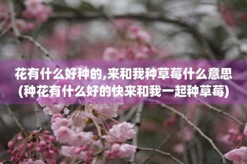 花有什么好种的,来和我种草莓什么意思(种花有什么好的快来和我一起种草莓)