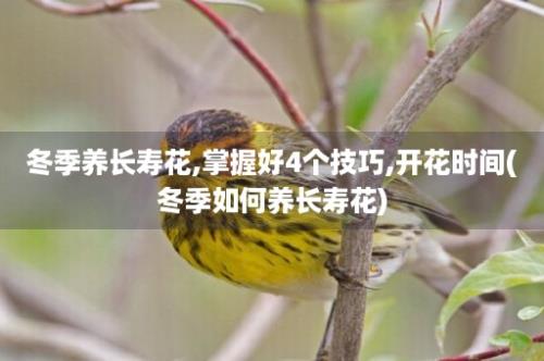 冬季养长寿花,掌握好4个技巧,开花时间(冬季如何养长寿花)