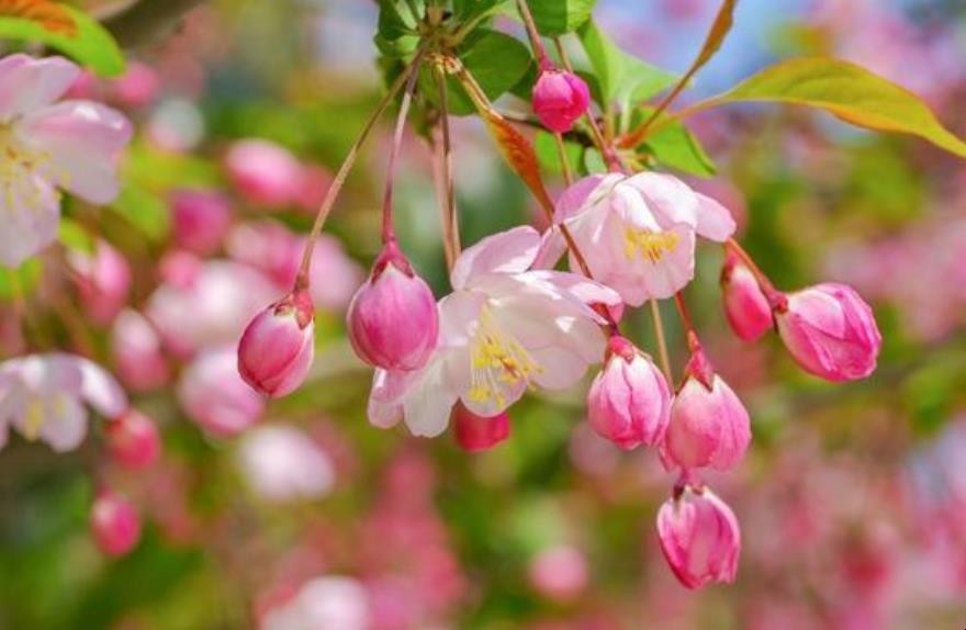 含有花的诗句