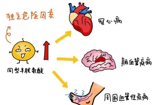 同型半胱氨酸高是怎么引起的？