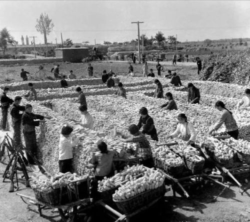 如何公平看待过去“生产队时代”粮食产量低的问题？