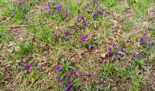 荠菜与哪种菜长的类似?