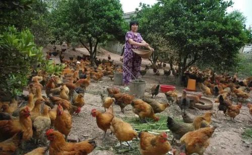 农村有些养殖户喂鸡的时候，为什么要加入“松针”？有什么好处？