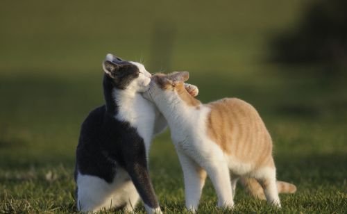 猫咪为什么没事爱舔主人，是觉得主人太脏了吗？背后含义很丰富