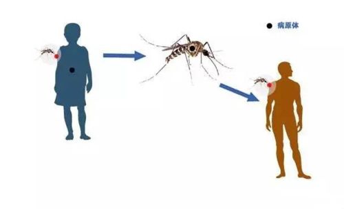 蚊子在食物链中的意义是什么？假设没有蚊子，生物界会出现啥情况