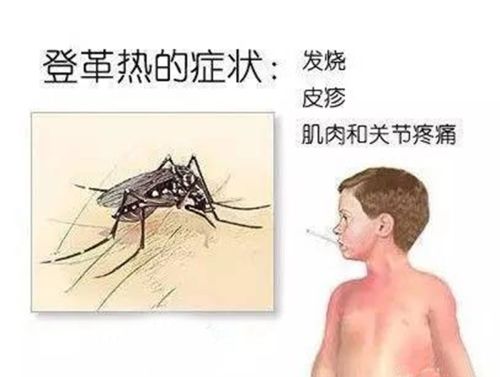 蚊子在食物链中的意义是什么？假设没有蚊子，生物界会出现啥情况