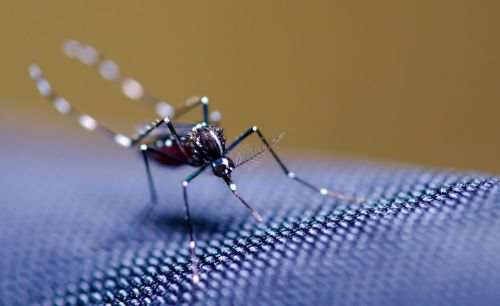 蚊子在食物链中的意义是什么？假设没有蚊子，生物界会出现啥情况