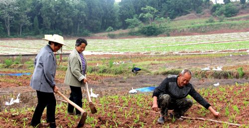 为什么相比较于我国其他地区，四川盆地内的人的平均身高比较矮？