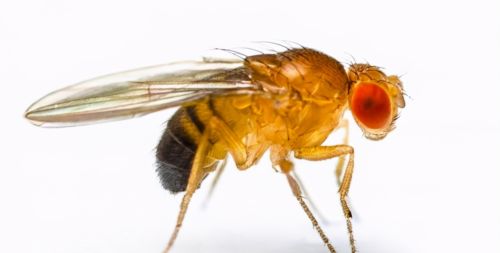 果蝇基因和人类相似度达61％，为啥果蝇不用睡觉也不会感到疲劳？
