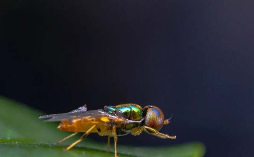 果蝇基因和人类相似度达61％，为啥果蝇不用睡觉也不会感到疲劳？