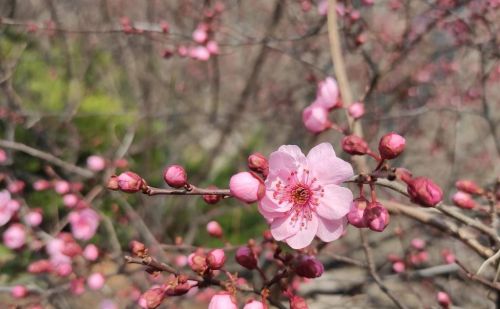 3种自带“青霉素”的菜，建议：中老年人一周吃3次，增强抵抗力