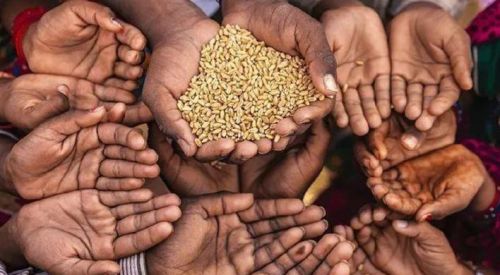 非洲人连饭都吃不饱，为何不种水稻玉米，却大量种油作物芝麻？