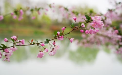 扬州有一个免费的公园，是4A景区，风景清幽，花开灿烂，游客很少